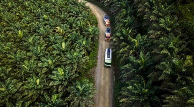 EUDR Ancam Akses Pasar Petani Sawit Swadaya Indonesia, Ini Penyebabnya