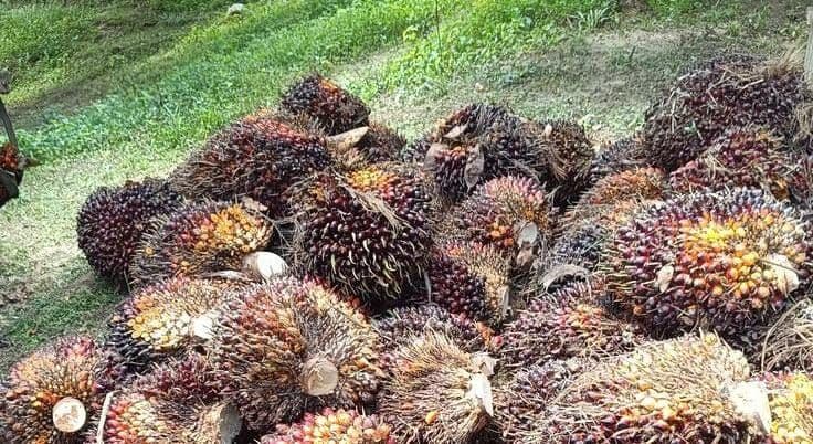 Harga TBS Sawit Sumbar Periode 15–21 Oktober 2026, Umur 10–20 Tahun Rp 3.685 per Kg
