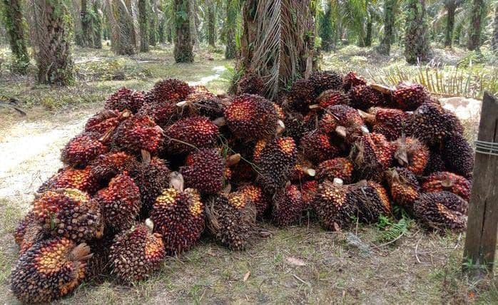 Harga TBS Sawit Nasional 18 Oktober 2026: Riau Tertinggi, Sulawesi Selatan Terendah