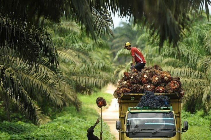 El Nino Hantam Sawit Indonesia, Produksi Terancam Anjlok dan Petani Kian Terjepit