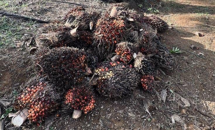 Minyak Bunga Matahari Langka akibat Perang, Minyak Sawit Jadi Rebutan India