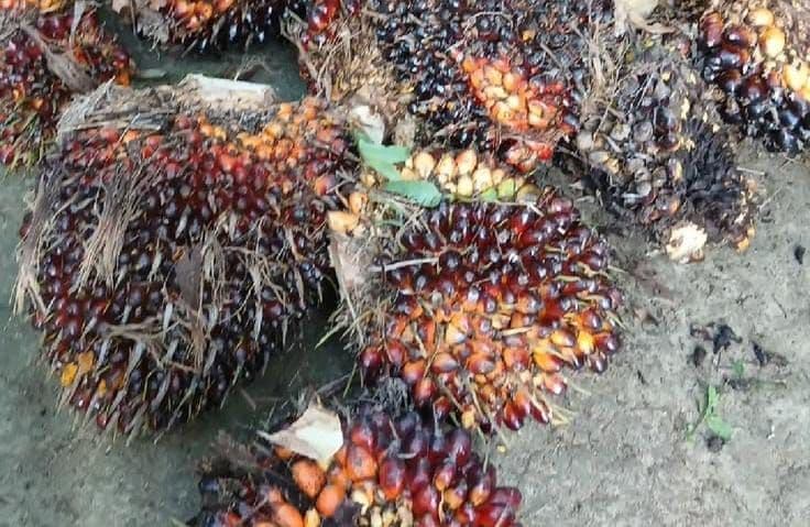 Tembus Rp3.169 per Kg, Segini Harga TBS Sawit Gorontalo Oktober 2026