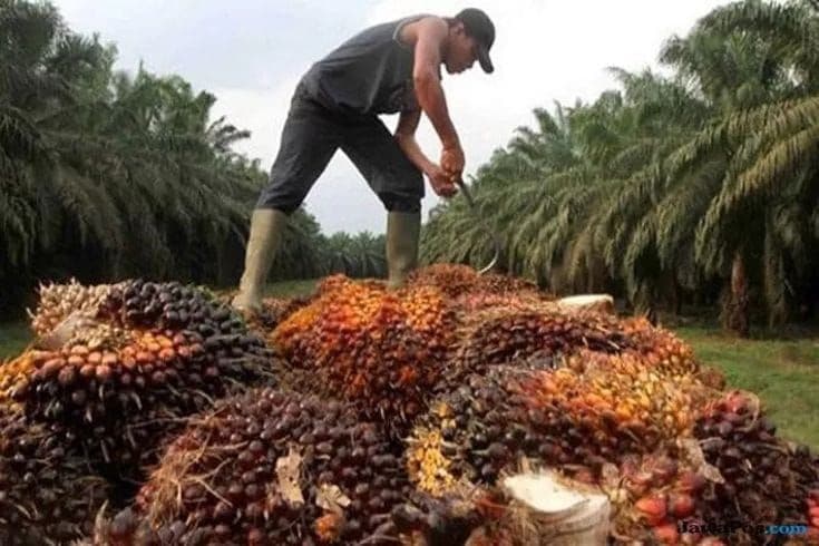 Daftar Harga TBS Nasional 22 Provinsi APKASINDO Periode 19-25 Oktober