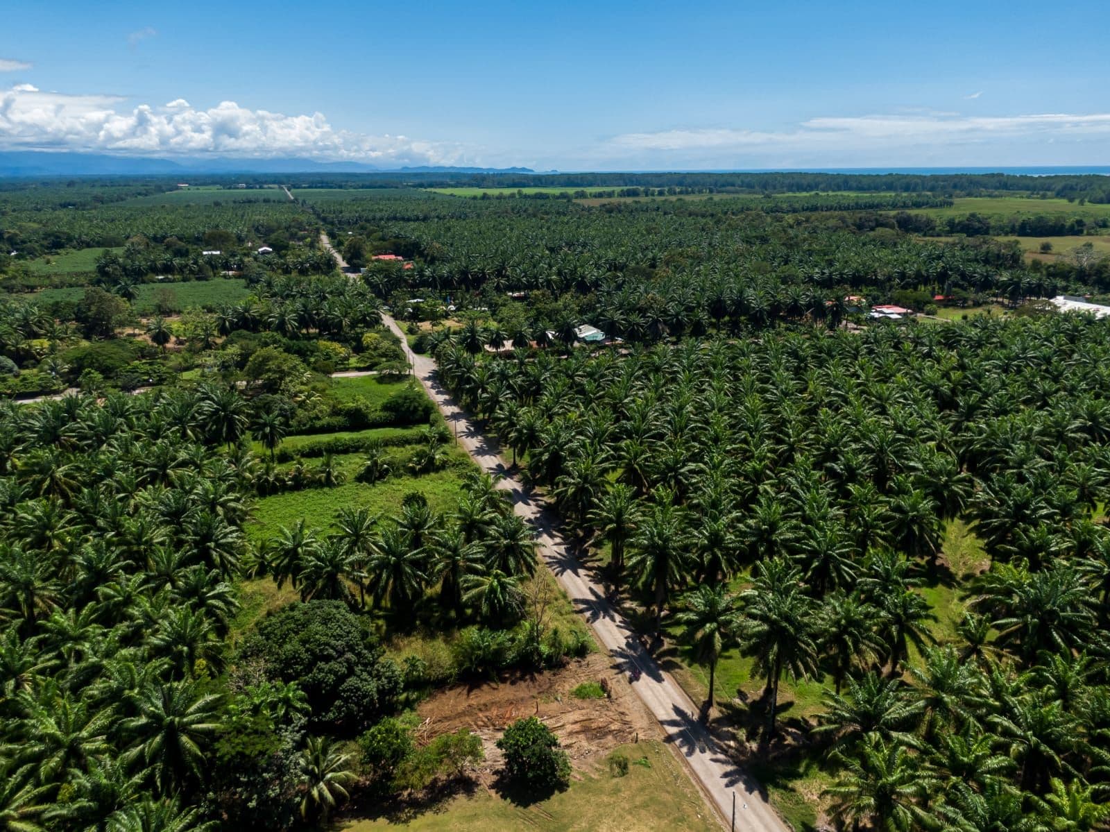 Pemerintah Optimis Targetkan Produksi Sawit Nasional Capai 92 Juta Ton Pada 2045