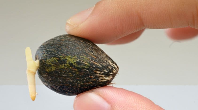 Peneliti Dwi Asmono: Benih (Sawit) Itu Kecil, Taapi Memberi Harapan Besar