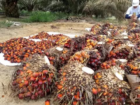 Gubernur Sumbar Ancam Cabut Izin PKS Bandel yang Absen dalam Penetapan Harga Sawit