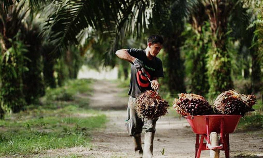Sawit Jadi Tulang Punggung Ekonomi Indonesia, Tapi Sertifikasi ISPO Masih Jadi Tantangan 