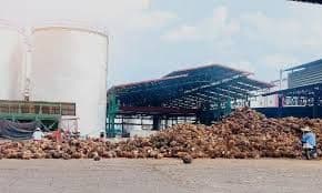 Biodiesel B50 Dinilai Bisa Jadi "Genta Kematian" Industri Sawit Nasional