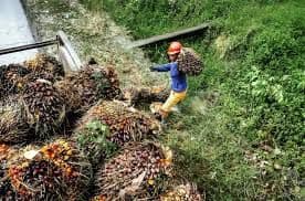 Hilirisasi Sawit dan Kelapa Kian Menggeliat, Kotim Siap Jadi Pusat Industri Baru Kalimantan Tengah