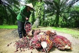 Petani Sawit Rakyat Diproyeksi Kuasai 60 Persen Perkebunan Nasional pada 2050