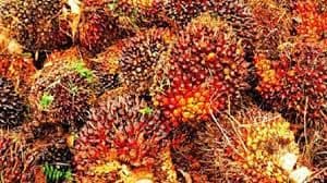 Harga TBS Kemitraan Swadaya Riau Periode 22–28 Oktober 2025: Turun di Semua Umur, Umur 9 Tahun Paling Tinggi