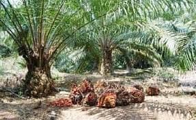 Produksi CPO Indonesia Turun Tipis di Agustus 2025, Nilai Ekspor Justru Naik 3,5%