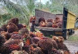 Harga TBS Kelapa Sawit Sumut Periode 22 hingga 28 Oktober 2025 Naik Tipis