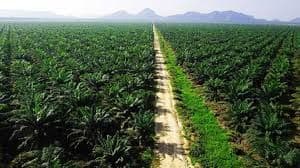 10 Raksasa Sawit dengan Lahan Terluas di Indonesia: Siapa Raja Sebenarnya?