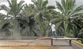 POME: Dari Limbah Sawit Menjadi Sumber Energi Ramah Lingkungan