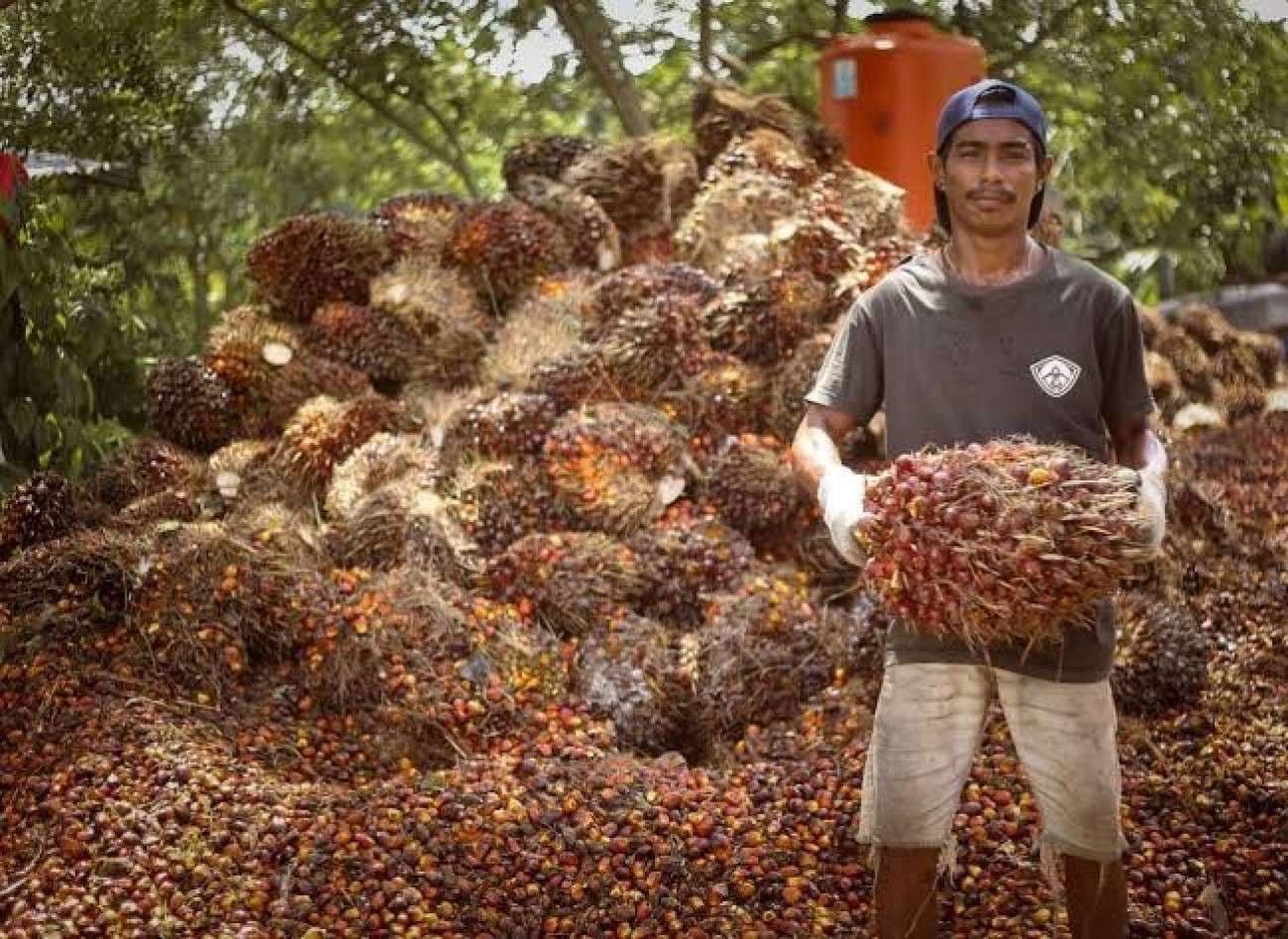 Harga Sawit di Kaltim Merangkak Naik, Petani Tersenyum Lebar