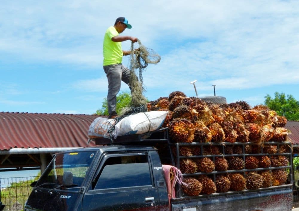 Ekonom INDEF, Fadhil Hasan: Ini Dia 5 Isu Terkait Sawit Asal Indonesia dengan India 