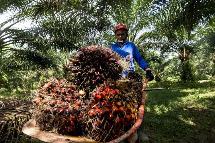 Biomassa Sawit RI Tembus Jepang, Ekspor PKS Tembus 5 Juta Ton per Tahun
