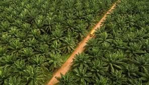 Petani Sawit Kalteng Desak Dilibatkan Kelola Lahan Sitaan