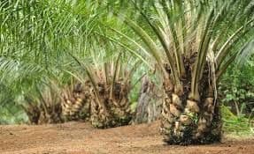 Sawit Tumbuh Subur di Simeulue, Mitos Warisan Penjajah Akhirnya Runtuh