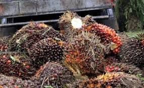 Harga TBS Sawit Riau Periode 15–21 Oktober 2025 Naik, Usia 9 Tahun Alami Kenaikan Tertinggi
