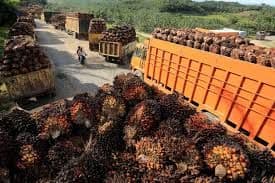 GAPKI Nilai Rencana Biodiesel B50 Bisa “Membunuh” Ekspor Sawit dan Peremajaan Sawit Rakyat
