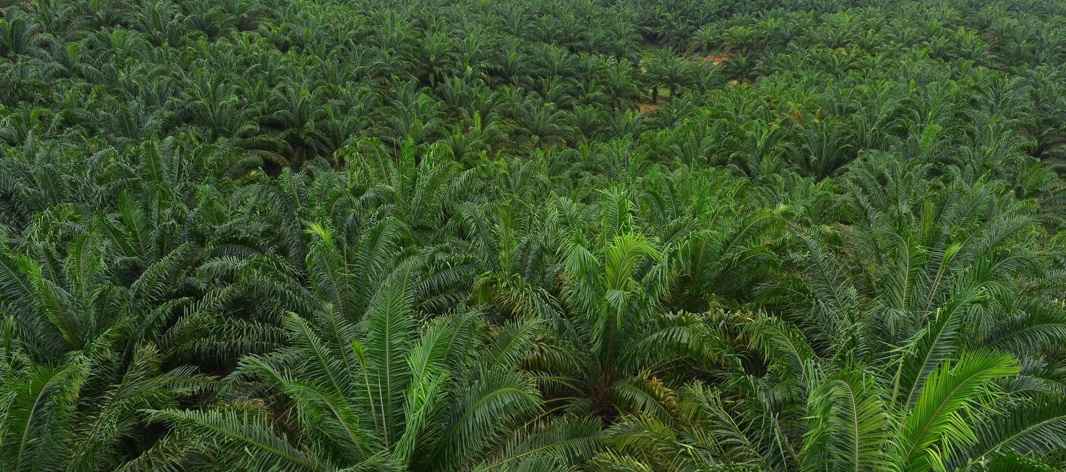 AALI Dukung NZE dan Pengurangan Emisi GRK