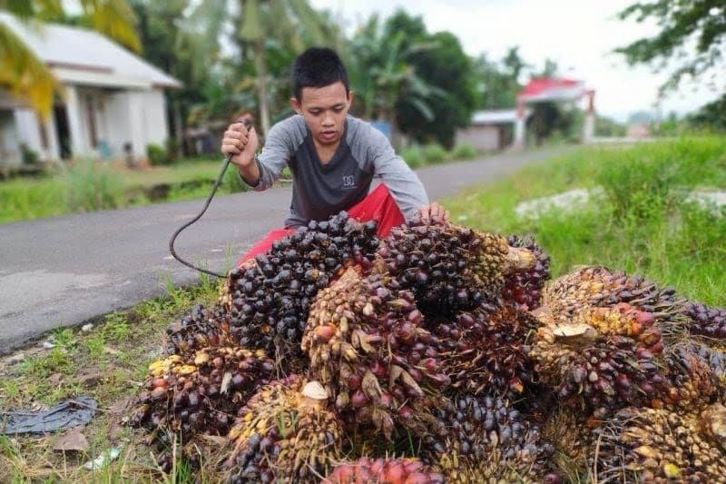 Harga TBS Sawit Kaltim Turun di Akhir Oktober, Dampak Lesunya Harga CPO Dunia