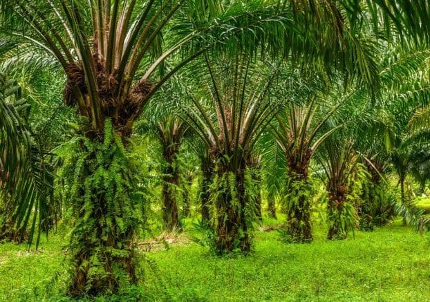 Penguatan Pembangunan Perkebunan Sawit Tingkatkan Ekonomian Daerah