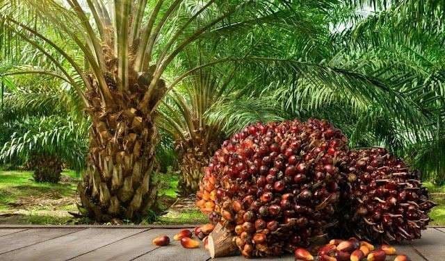 Harga TBS Sawit Riau Periode 1–7 Oktober 2025 Naik, TBS Umur 9 Tahun Tertinggi di Rp 3.657,46/Kg