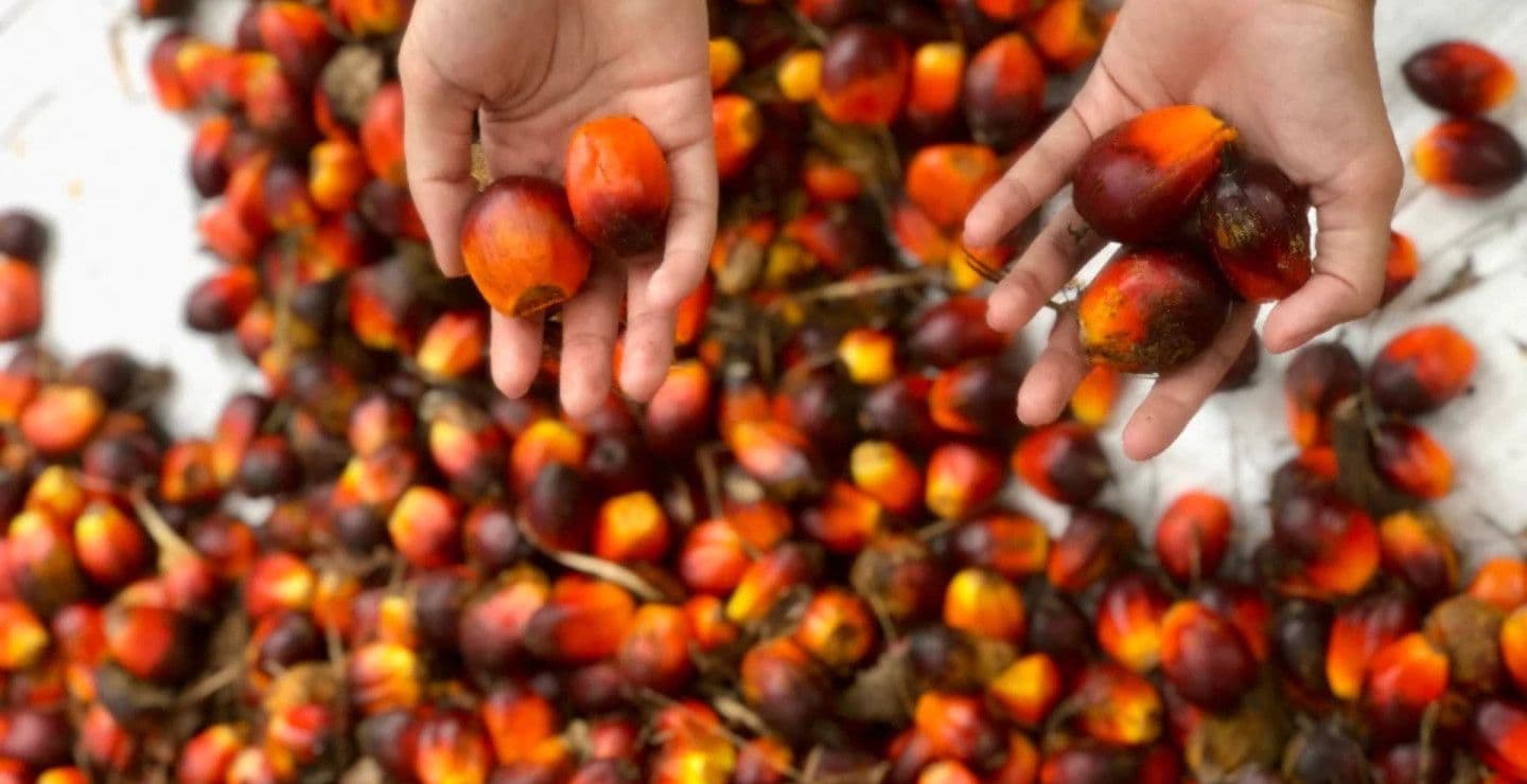 Mandatori B50 Batal, Sentimen Saham Sawit Terkoreksi: AALI, BWPT, LSIP Tetap Punya Peluang