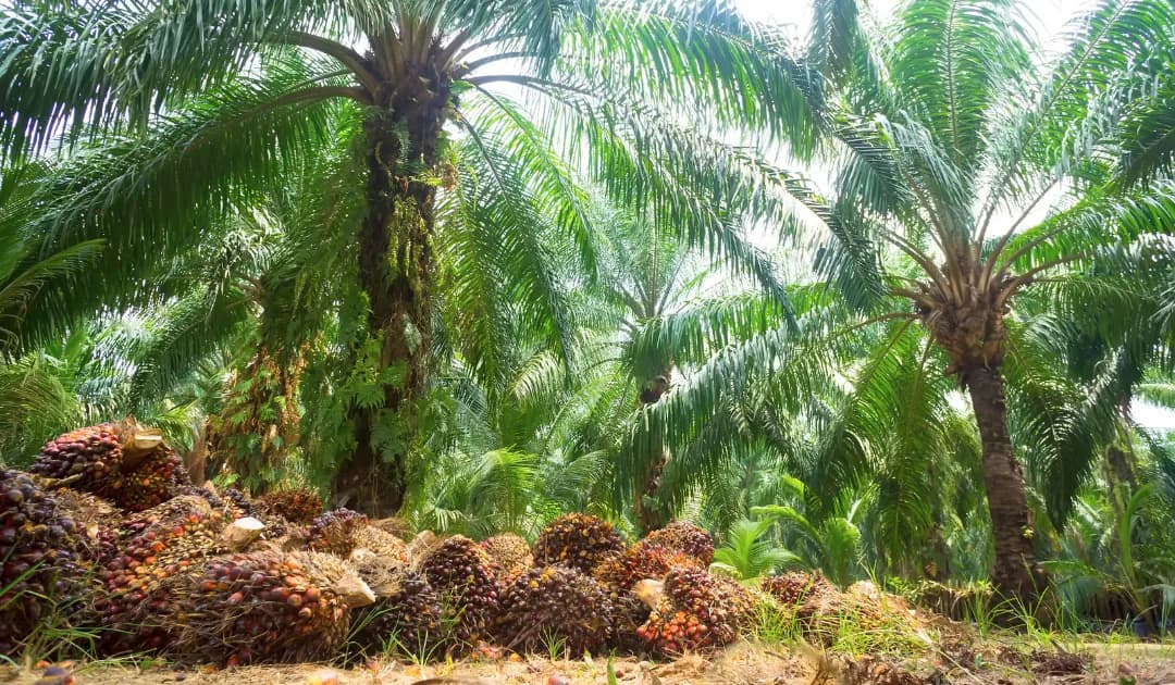 Kalsel Genjot Peremajaan Sawit Rakyat 1.600 Hektare, Targetkan Produktivitas Petani Melonjak