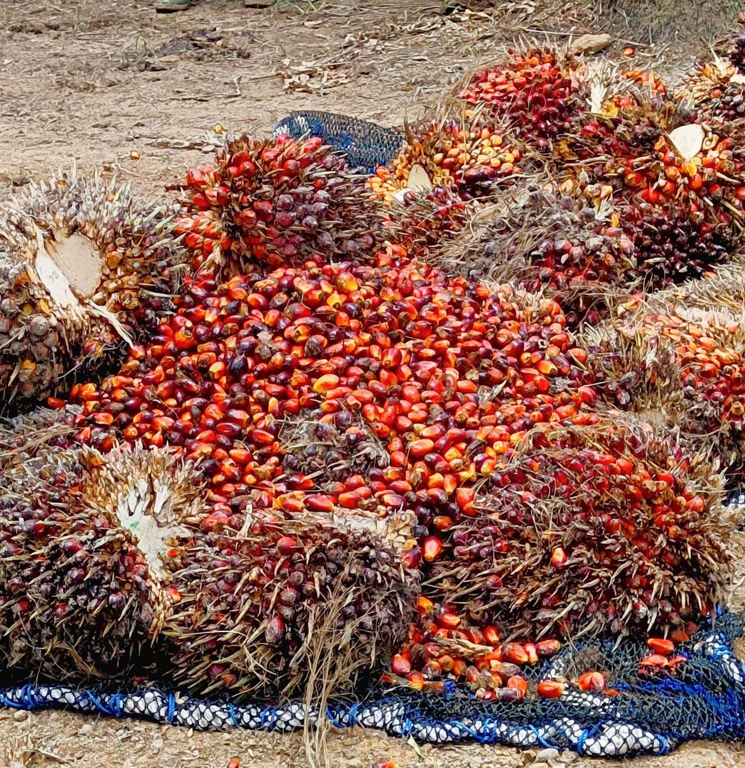 Di Industri Agro, Sawit Jadi Penggerak Utama Pertumbuhan Ekonomi Nasional