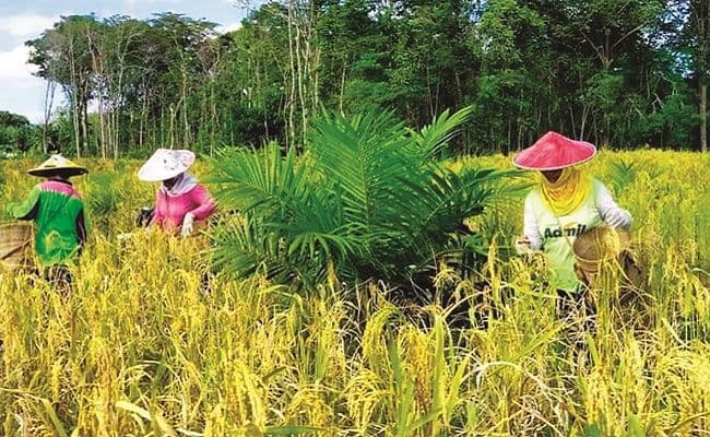 Bangka Tengah Dorong Integrasi Sawit – Padi (Gogo)