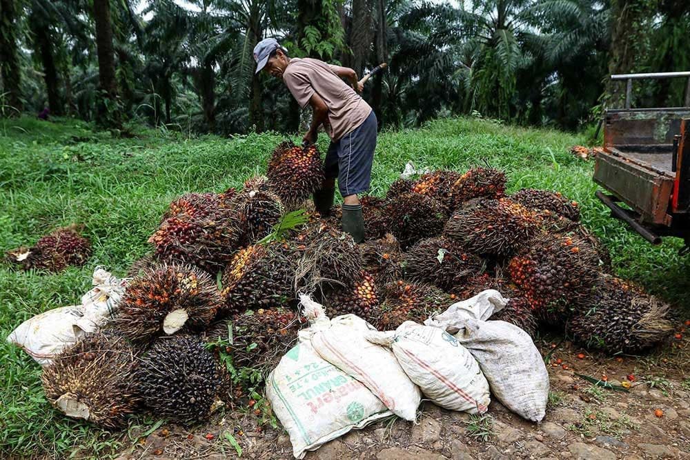Harga CPO Diproyeksi Bullish hingga 2026, Pasar Sawit Global Masuki Fase Kebangkitan