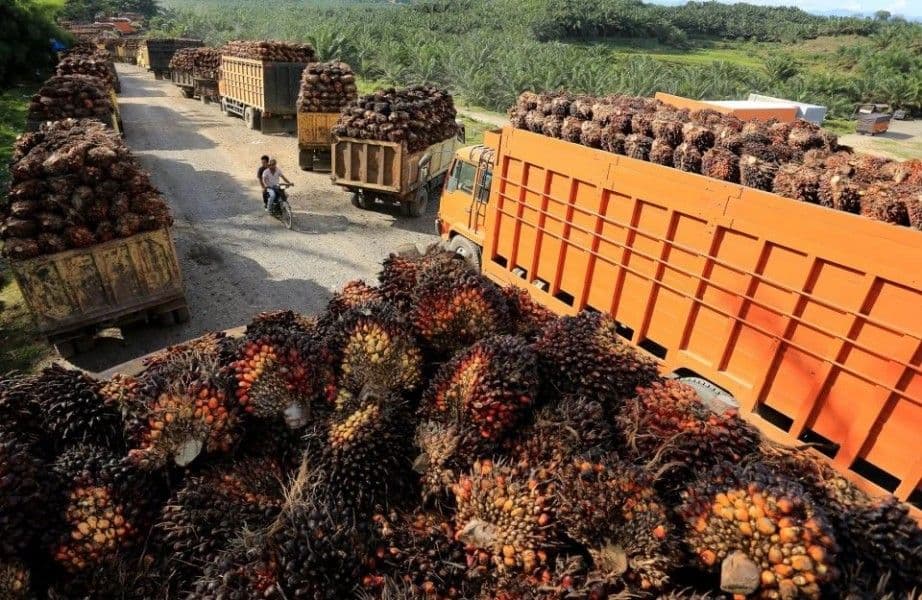 Sawit Watch Peringatkan Bahaya B50: Indonesia Bisa Alami Korsleting Ekologis