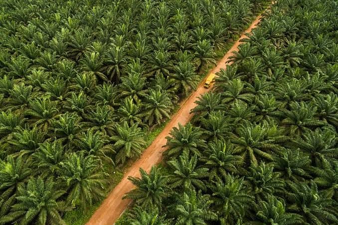 Dulu Raja Sawit Dunia, Kini Nigeria jadi Importir: Malaysia Datang Bawa Teknologi Investasi