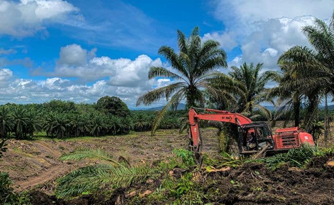 Sawit Rakyat Kutim Mulai Menua, Pemkab Siapkan PSR Sekaligus Benahi Legalitas dan Kualitas Kebun