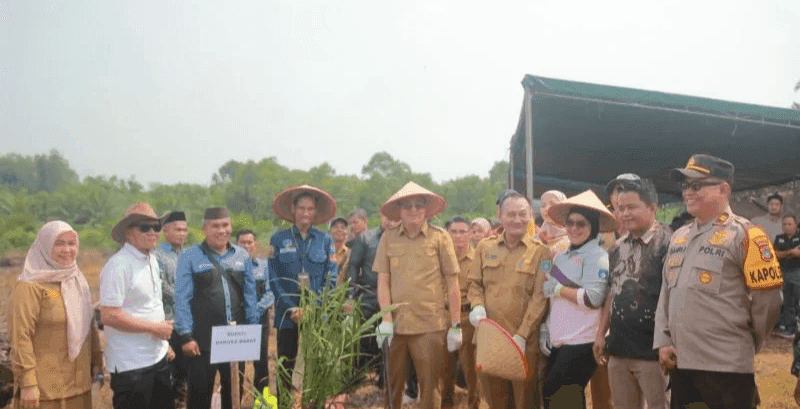Sawit Rakyat Bangka Barat Diremajakan, Bibit Unggul Jadi Harapan Dongkrak Produktivitas Petani