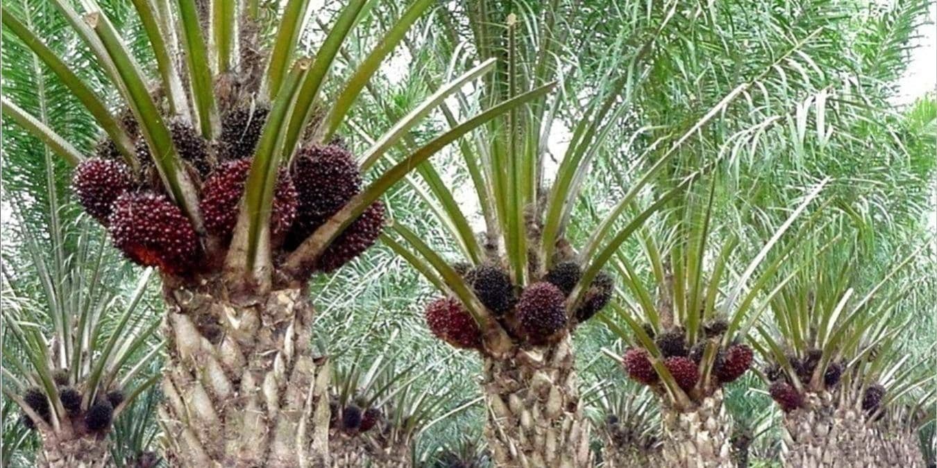 Mengenal Pohon Kelapa Sawit: Ciri-Ciri, Jenis, Manfaat, hingga Perannya bagi Ekonomi