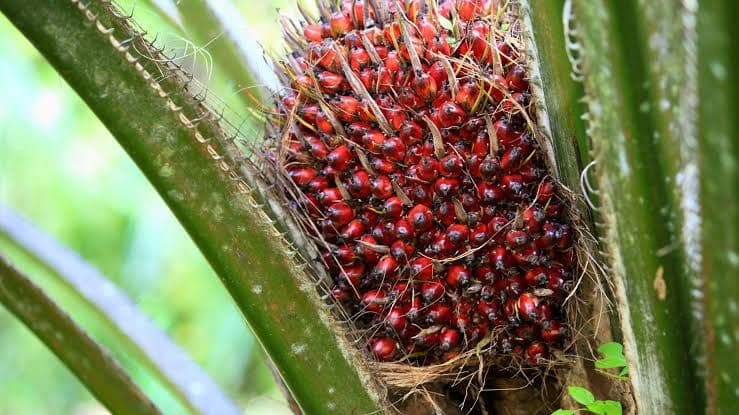Sawit Tetap Jadi Minyak Nabati Strategis, Ini Tiga Keunggulannya