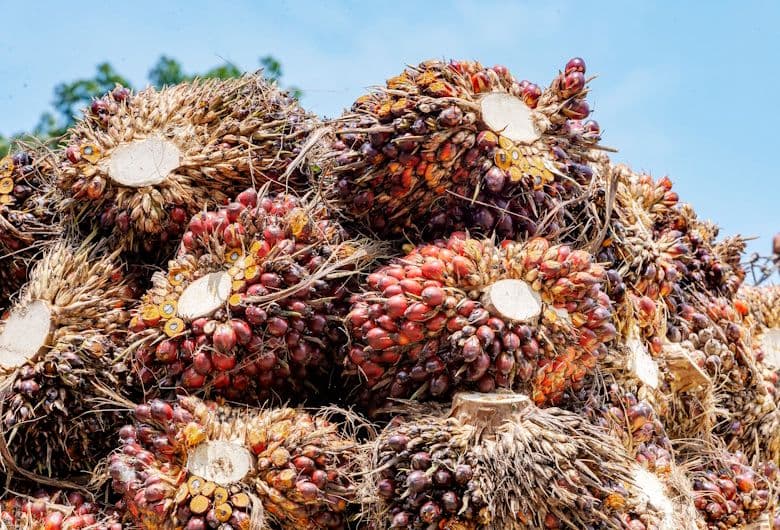 CPO Tertekan Empat Hari, Harga Mulai Bangkit Ditopang Pemangkasan Tarif India