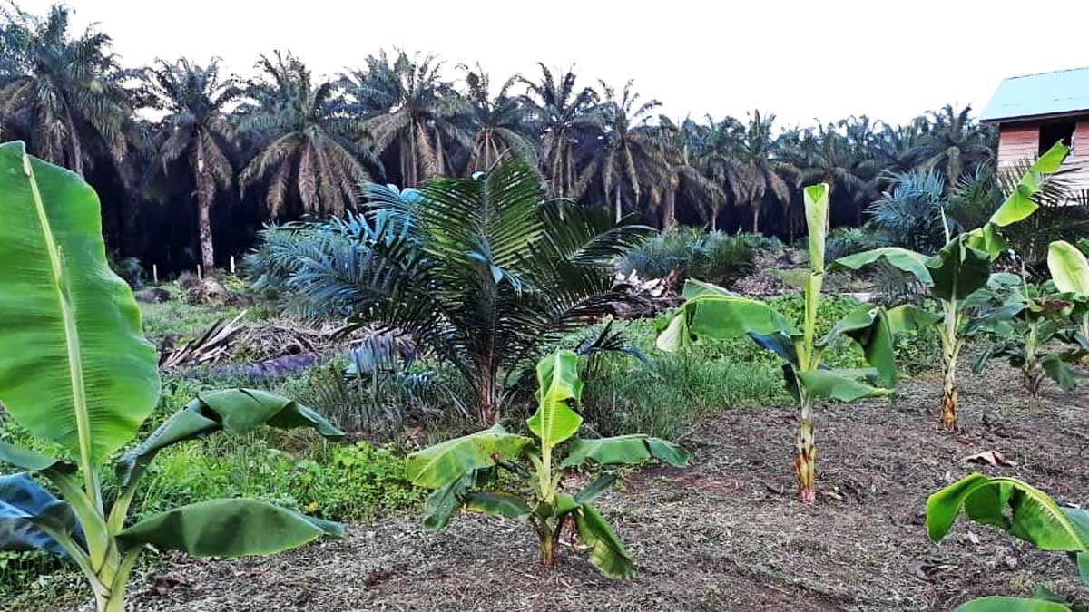 Benarkah Sawit Tidak Bisa Tumbuh Berdampingan dengan Tanaman Lain? Ini Faktanya