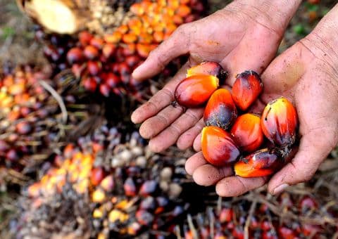 Investasi Nagan Raya Tembus Rp41 Miliar, Sawit dan Industri CPO Jadi Motor Utama