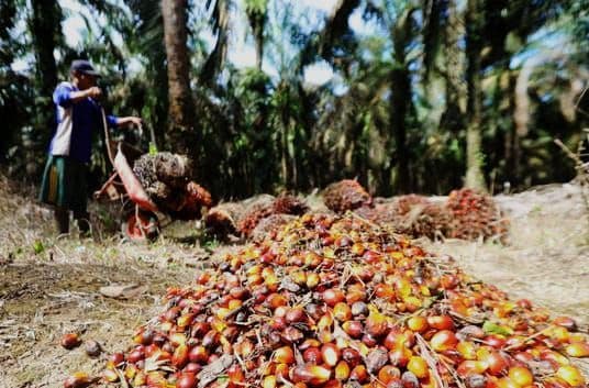 Harga TBS Sawit Jambi Turun Rp30,2/Kg, Pekebun Terima Rp3.911,53/Kg untuk Usia Tanam 10–20 Tahun
