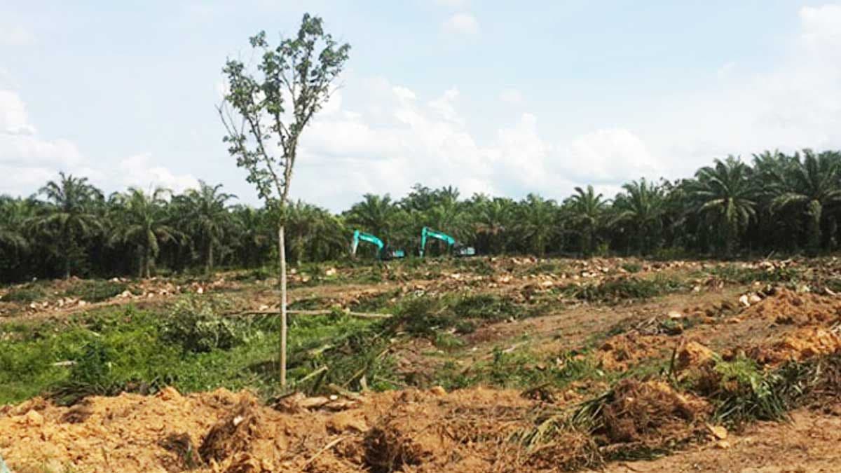 PSR Bangka Tengah Capai 161,49 Hektare, Didukung BPDP pada 2026