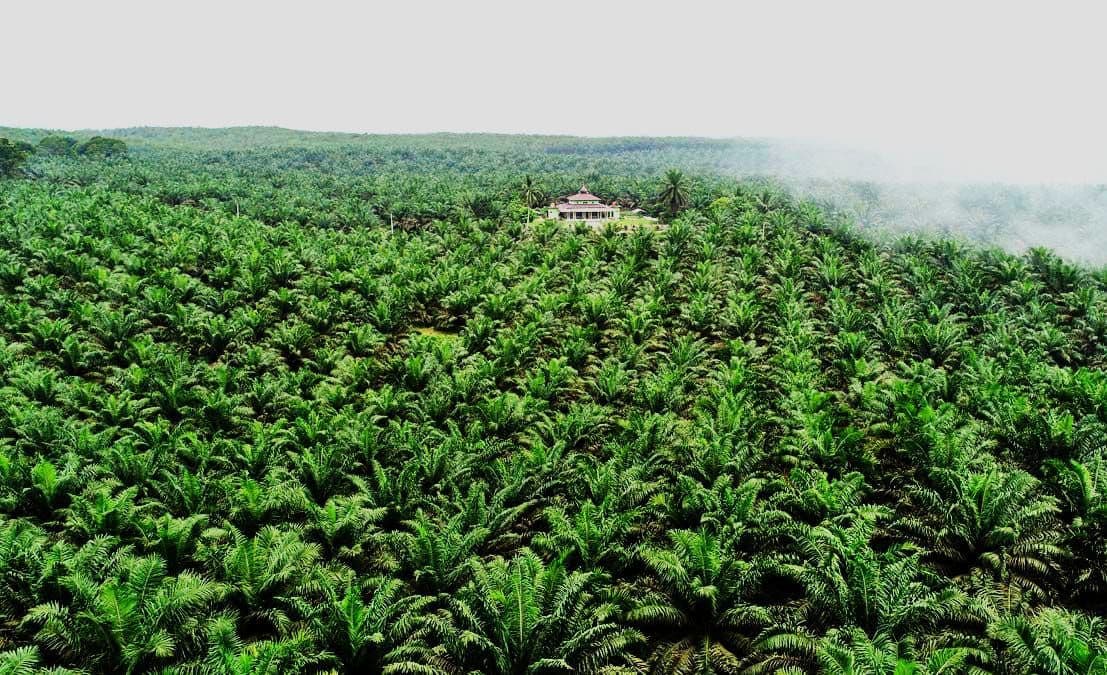 Gapki Minta Petani Sawit Dikecualikan dari Regulasi Deforestasi Uni Eropa EUDR