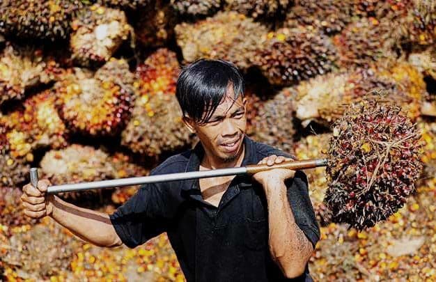 Studi Ungkap 94% Petani Sawit Indonesia Tak Paham Regulasi EUDR, Begini Saran INDEF