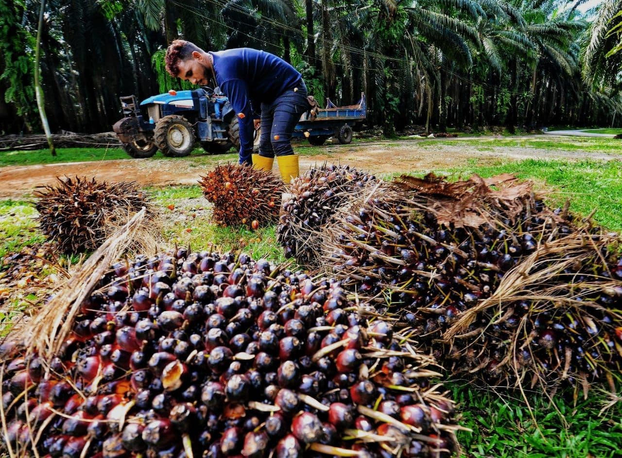 Harga TBS Kelapa Sawit di Aceh Stabil Meski Ada Sedikit Penurunan