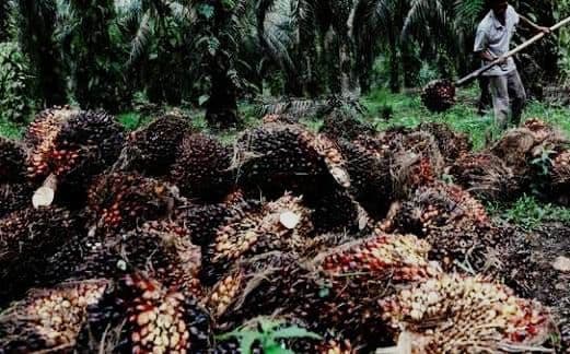 Harga TBS Provinsi Jambi Periode 3-9 Oktober Terkerek Lagi, Kenaikan Signifikan di Umur 10-20 Tahun